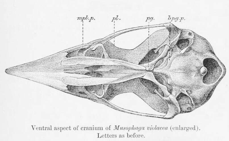 Image of Musophagiformes