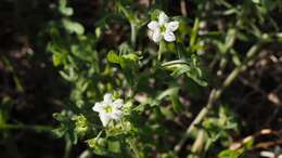 Image of white fiestaflower