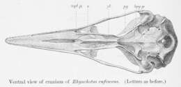 Plancia ëd Rhynchotus Spix 1825
