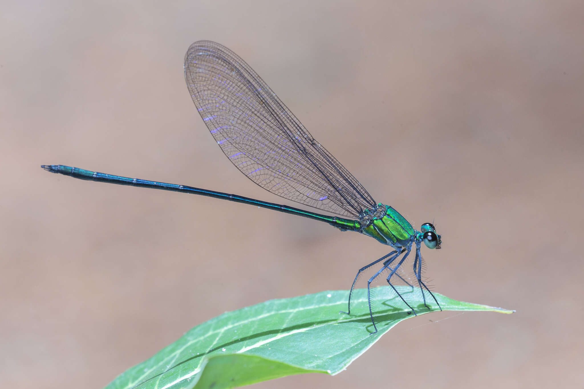 Image of Vestalis amethystina Lieftinck 1965