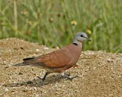 Image of Streptopelia Bonaparte 1855