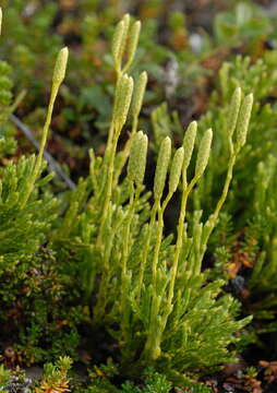 Image of complanate clubmoss