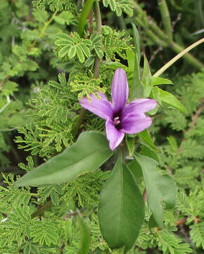 Imagem de Ipomoea hochstetteri House