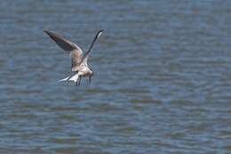 Image of Common Tern