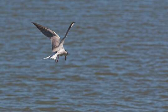 Image of Common Tern