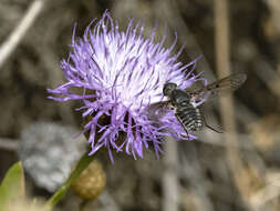 Image of Spogostylum trinotatum (Dufour 1852)