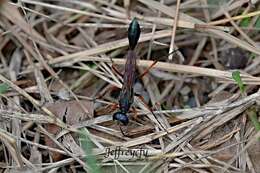 Ammophila clavus (Fabricius 1775) resmi