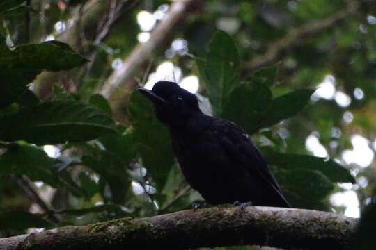 Image of Bare-necked Umbrellabird