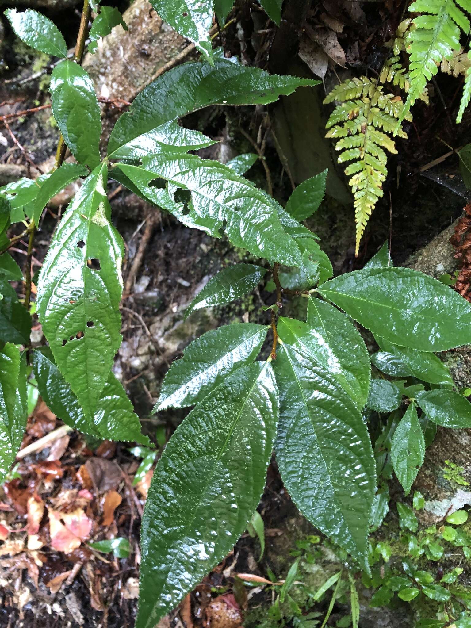 Photinia beauverdiana C. K. Schneid.的圖片