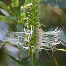 Image of Catoferia chiapensis A. Gray ex Benth.