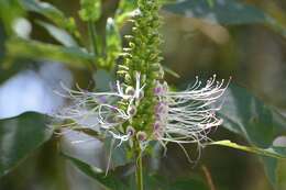 Image of Catoferia chiapensis A. Gray ex Benth.