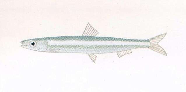 Image of Banded Blue Sprat