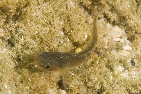 Image of Northern bastard codling