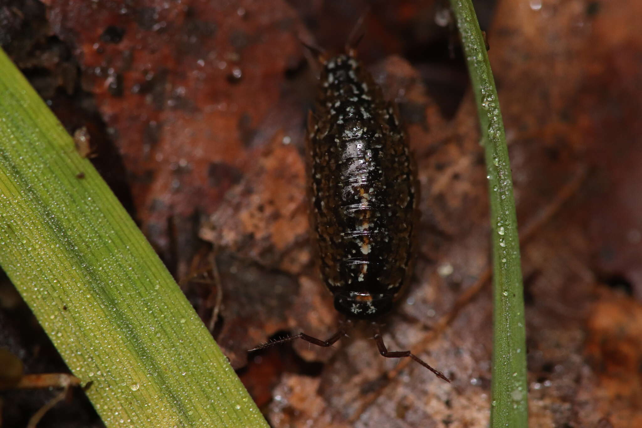 صورة Ligidium hypnorum (Cuvier 1792)