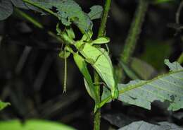 Image of Cryptophyllium tibetense (Liu 1993)