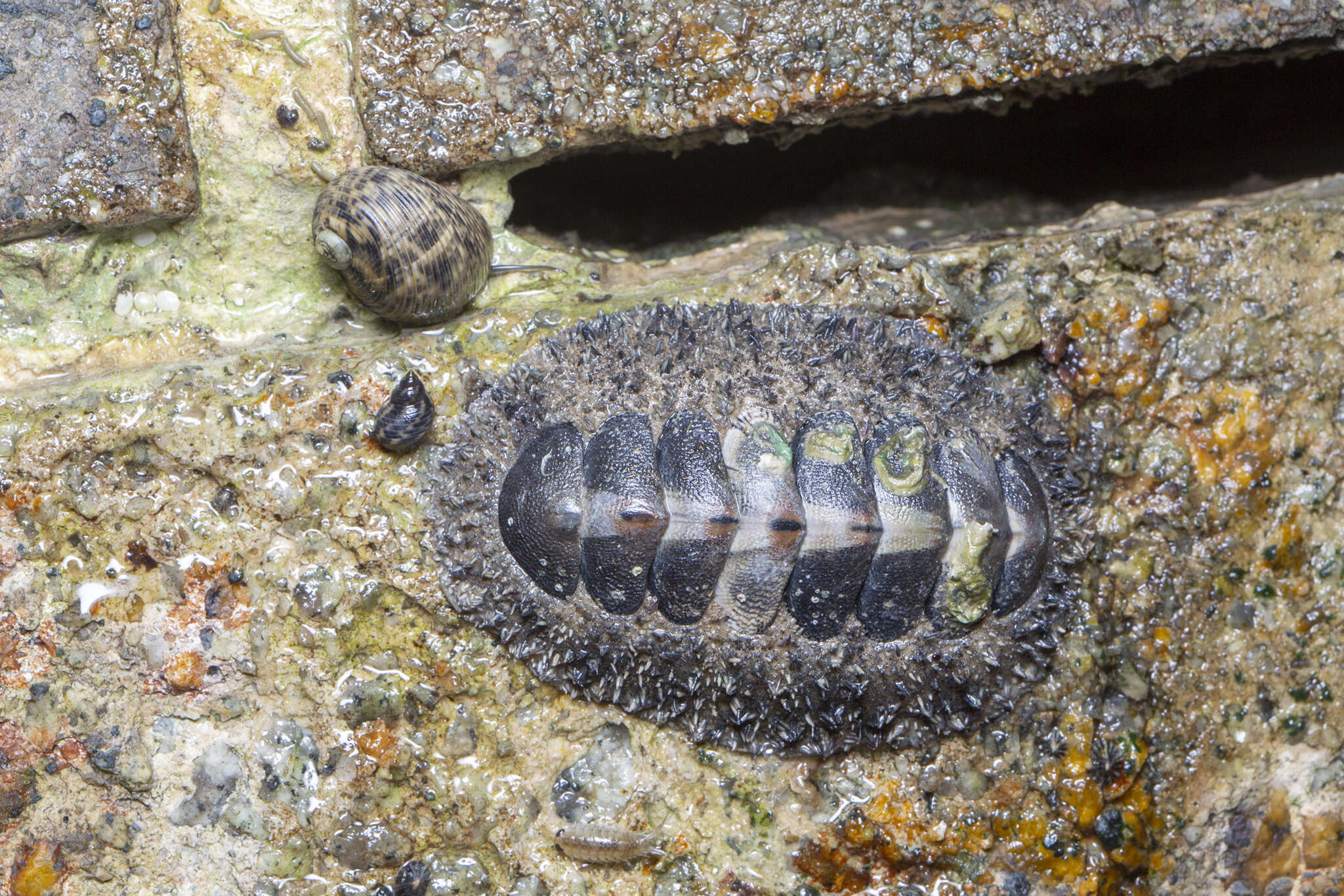 Image of Acanthopleura gemmata (Blainville 1825)