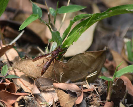 Image de Polistes veracrucis Richards 1978