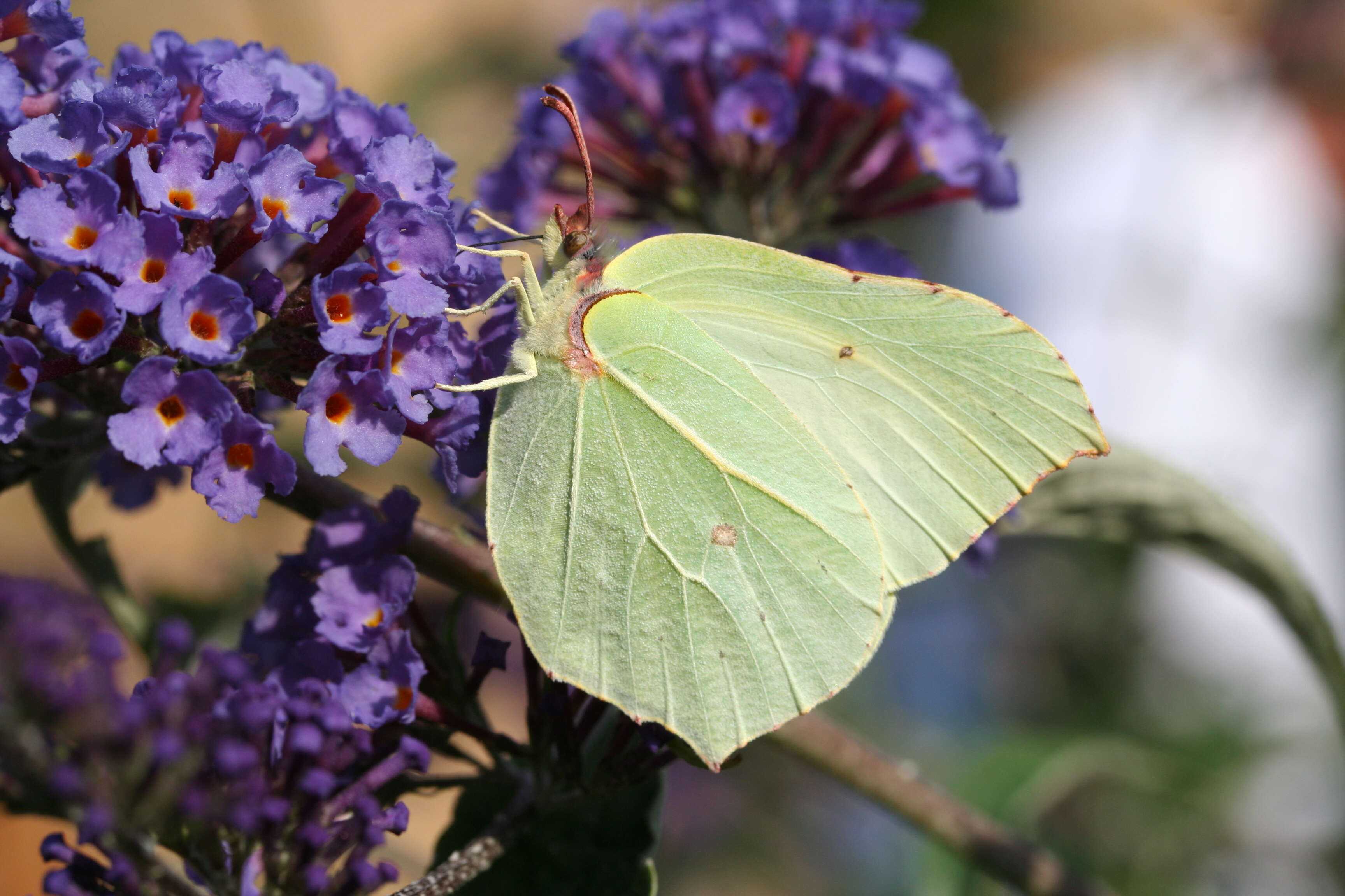 Imagem de Gonepteryx rhamni (Linnaeus 1758)