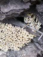 Ramaria pinicola (Burt) Corner 1961 resmi