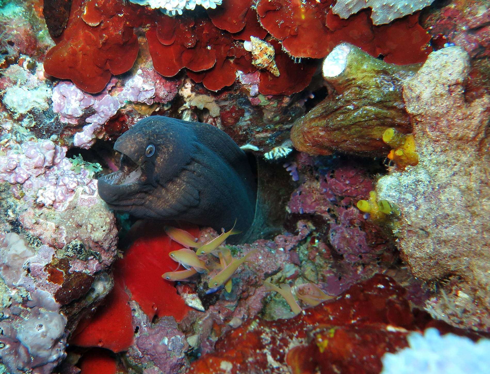 Image of Black cheek moray