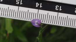 Imagem de Astragalus nuttallianus var. imperfectus (Rydb.) Barneby