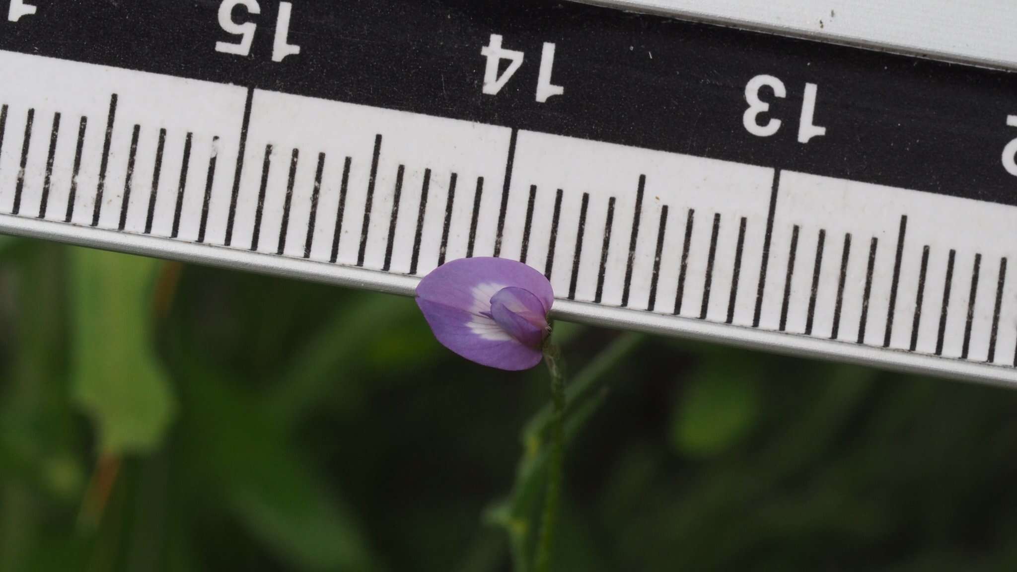 Imagem de Astragalus nuttallianus var. imperfectus (Rydb.) Barneby