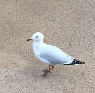 Image of Silver Gull