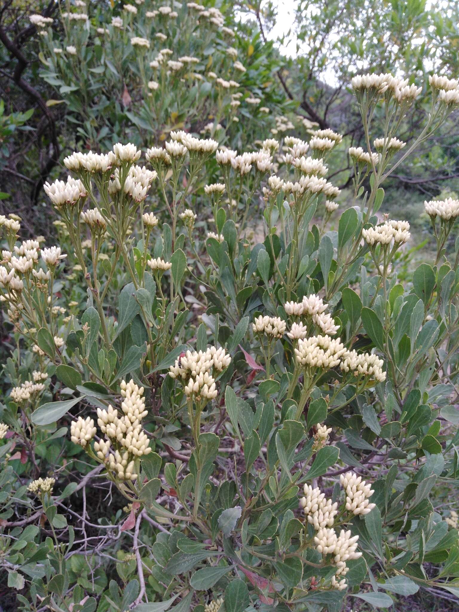 Image of Symphyopappus casarettoi B. L. Rob.