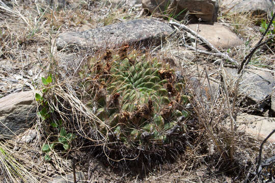 Imagem de Echinopsis chrysochete Werderm.