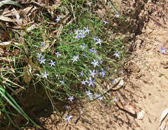 صورة Wahlenbergia stricta (R. Br.) Sweet