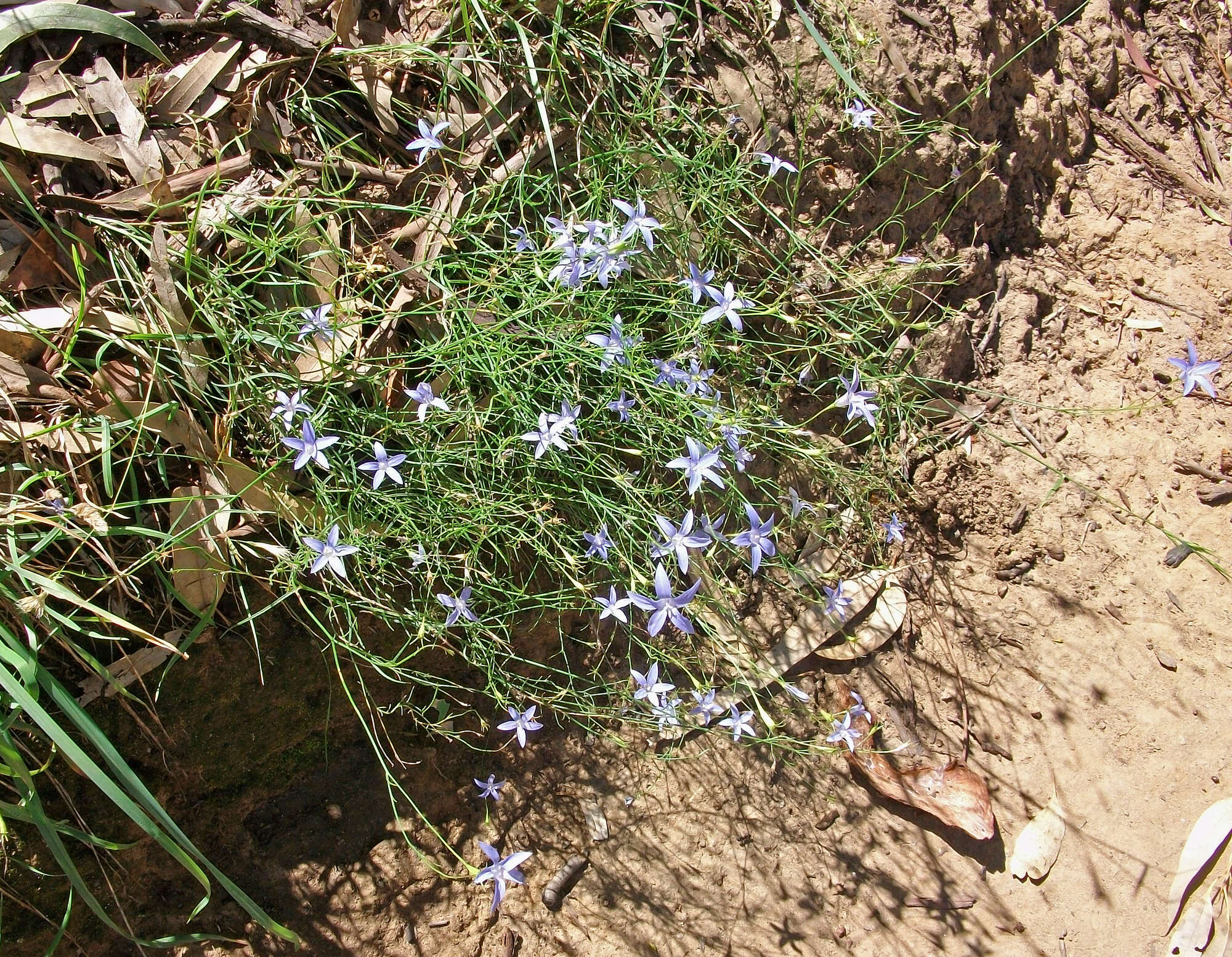 صورة Wahlenbergia stricta (R. Br.) Sweet