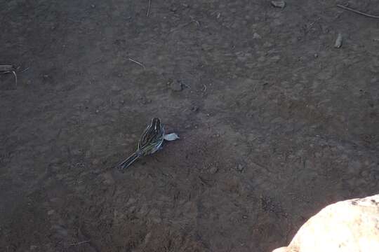 Image of Streaky Seedeater