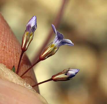 Image of volcanic gilia