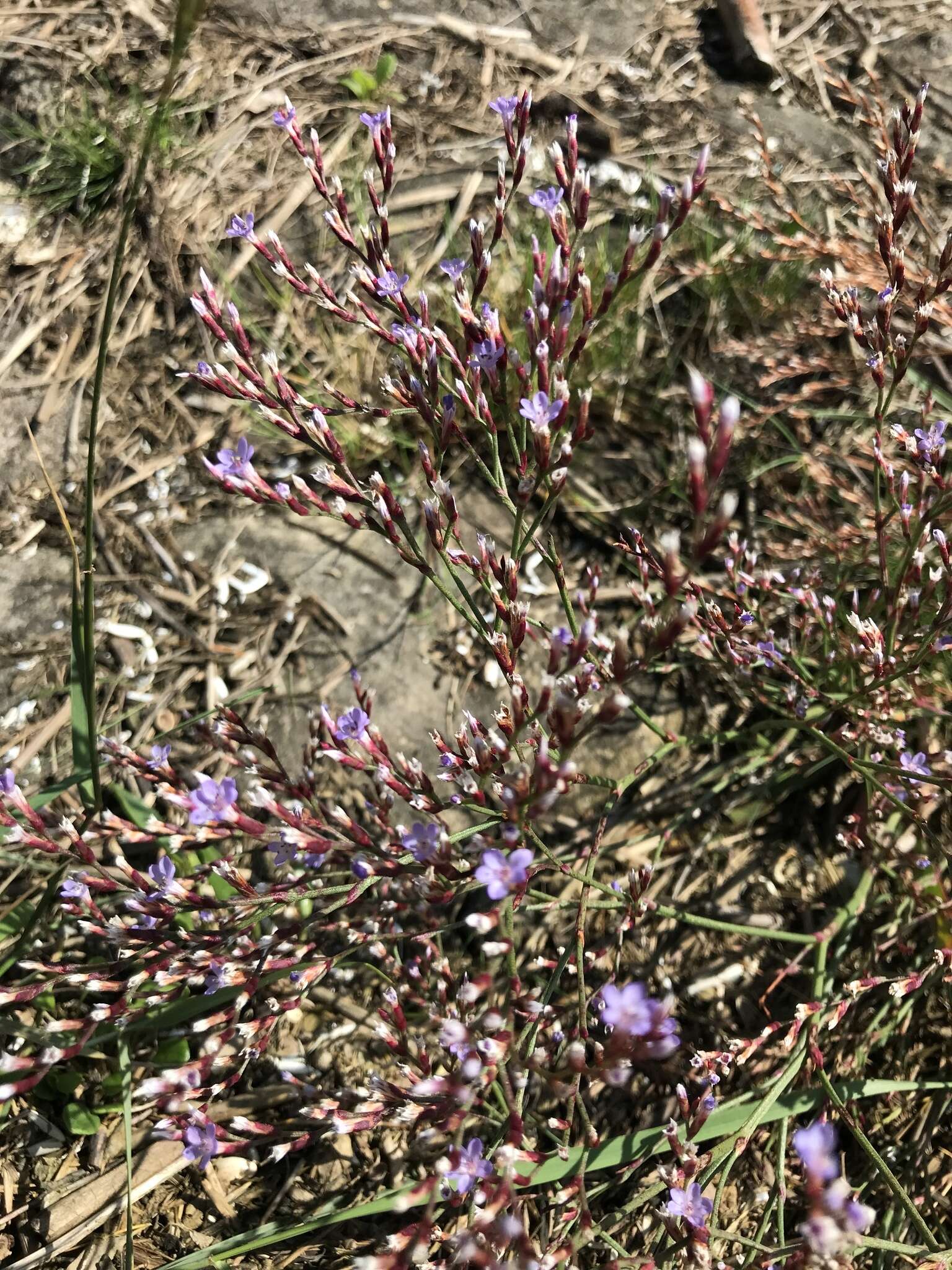 Image of Limonium humile Miller