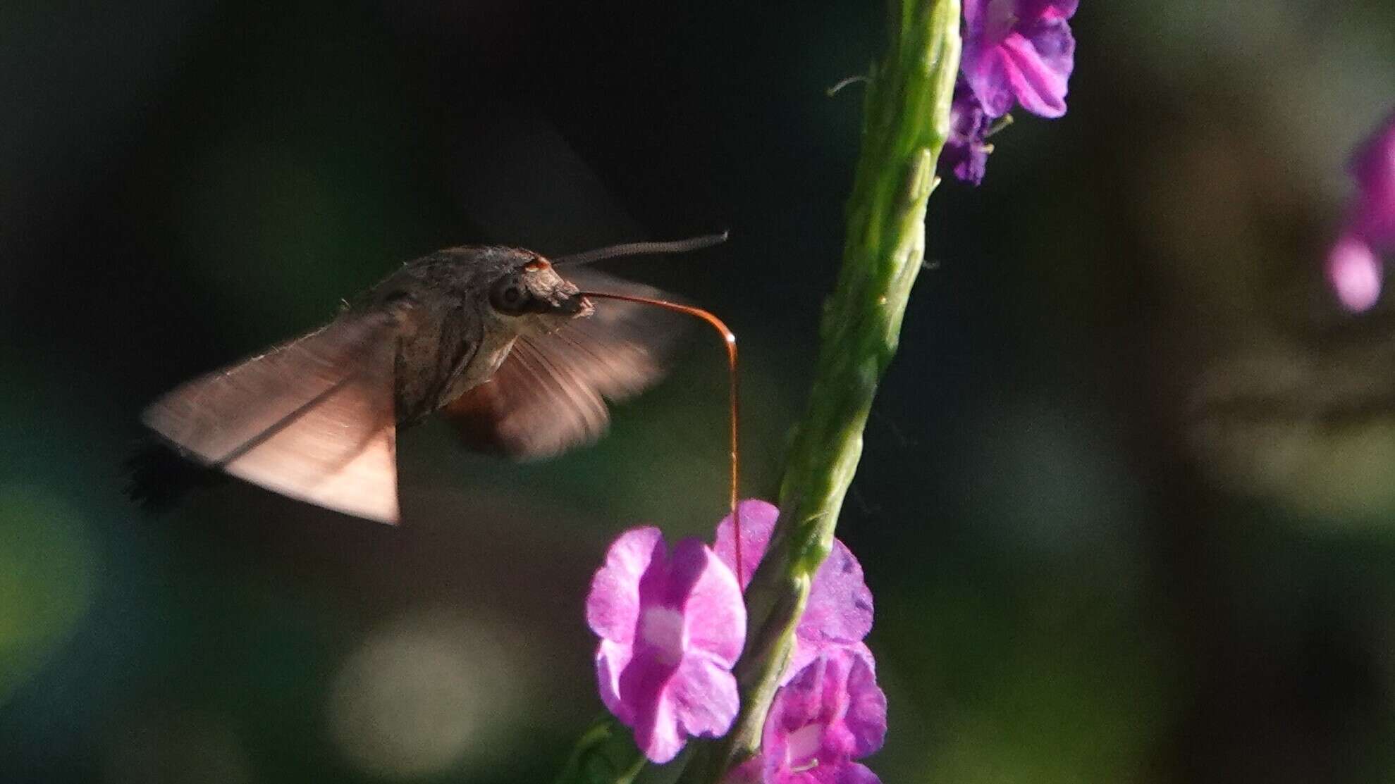 Image of Macroglossum corythus Walker 1856