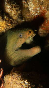 Image of Chestnut moray