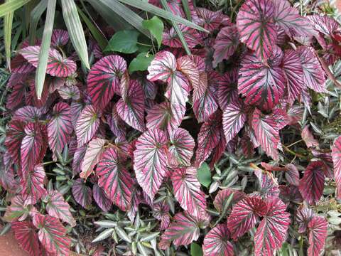 Image of Begonia brevirimosa Irmsch.