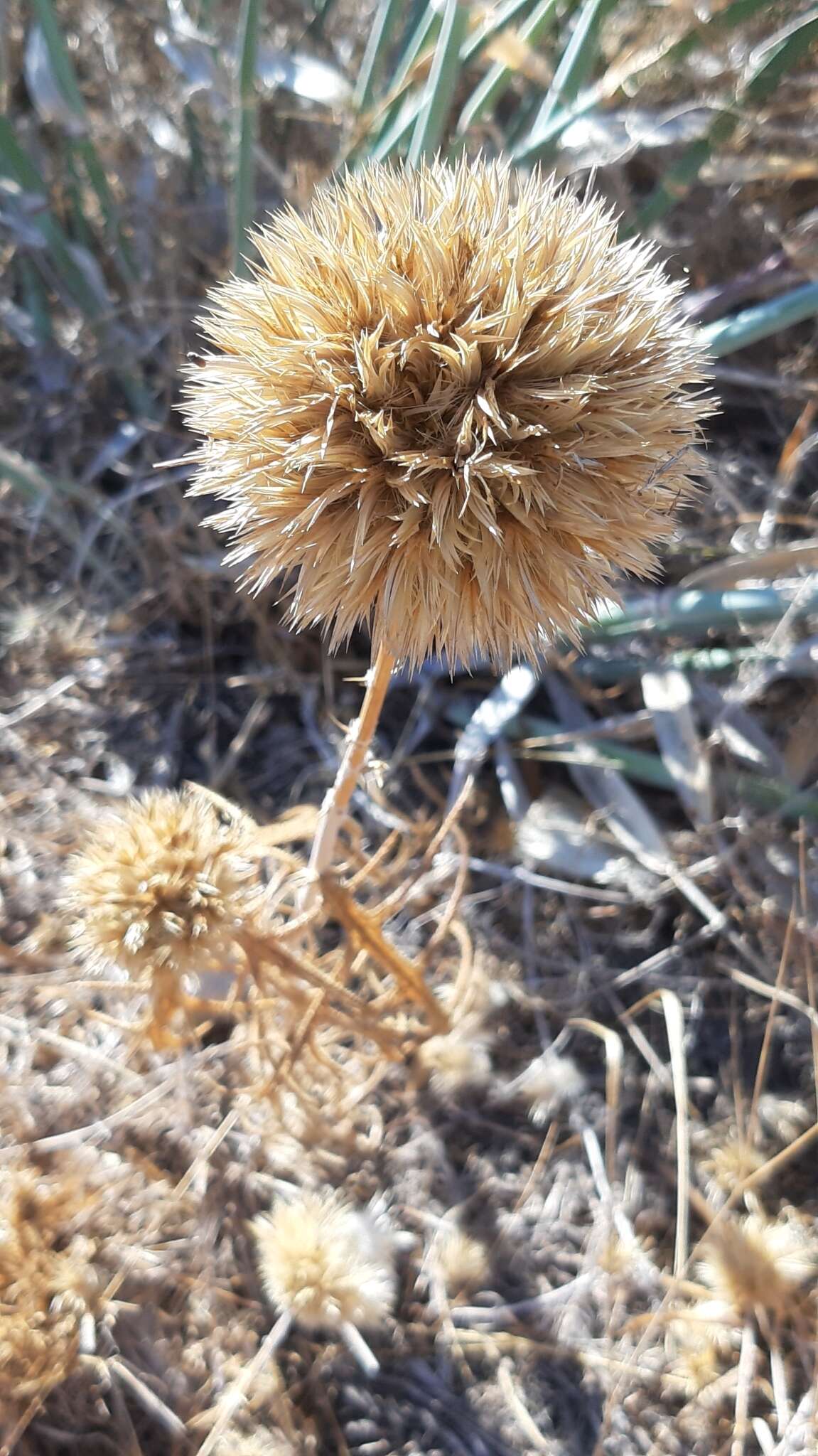 Image of Echinops strigosus L.