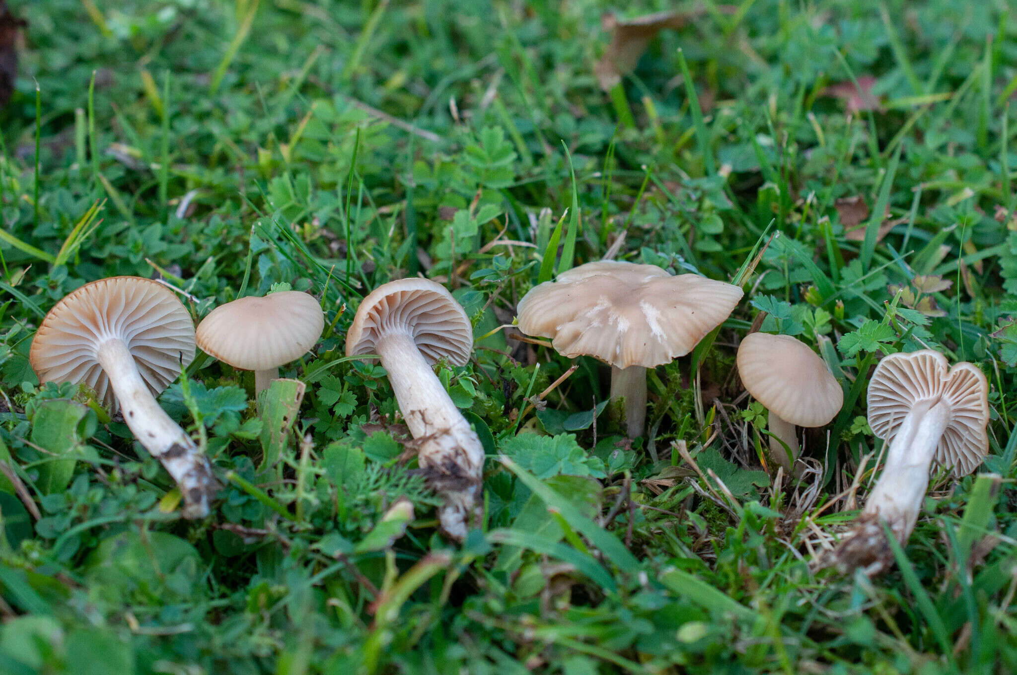 Image of Hygrocybe cereopallida (Clémençon) P. Roux & Eyssart. 2011