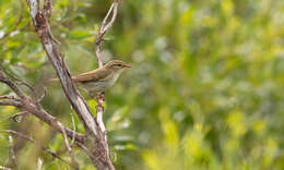 Imagem de Phylloscopus borealis (Blasius & JH 1858)