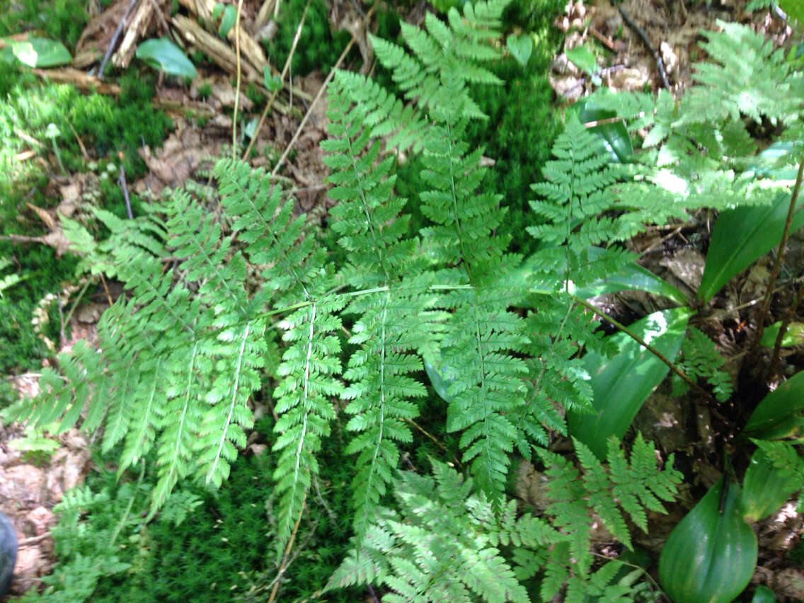 Image of mountain woodfern