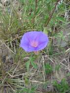 Image of silky morning-glory