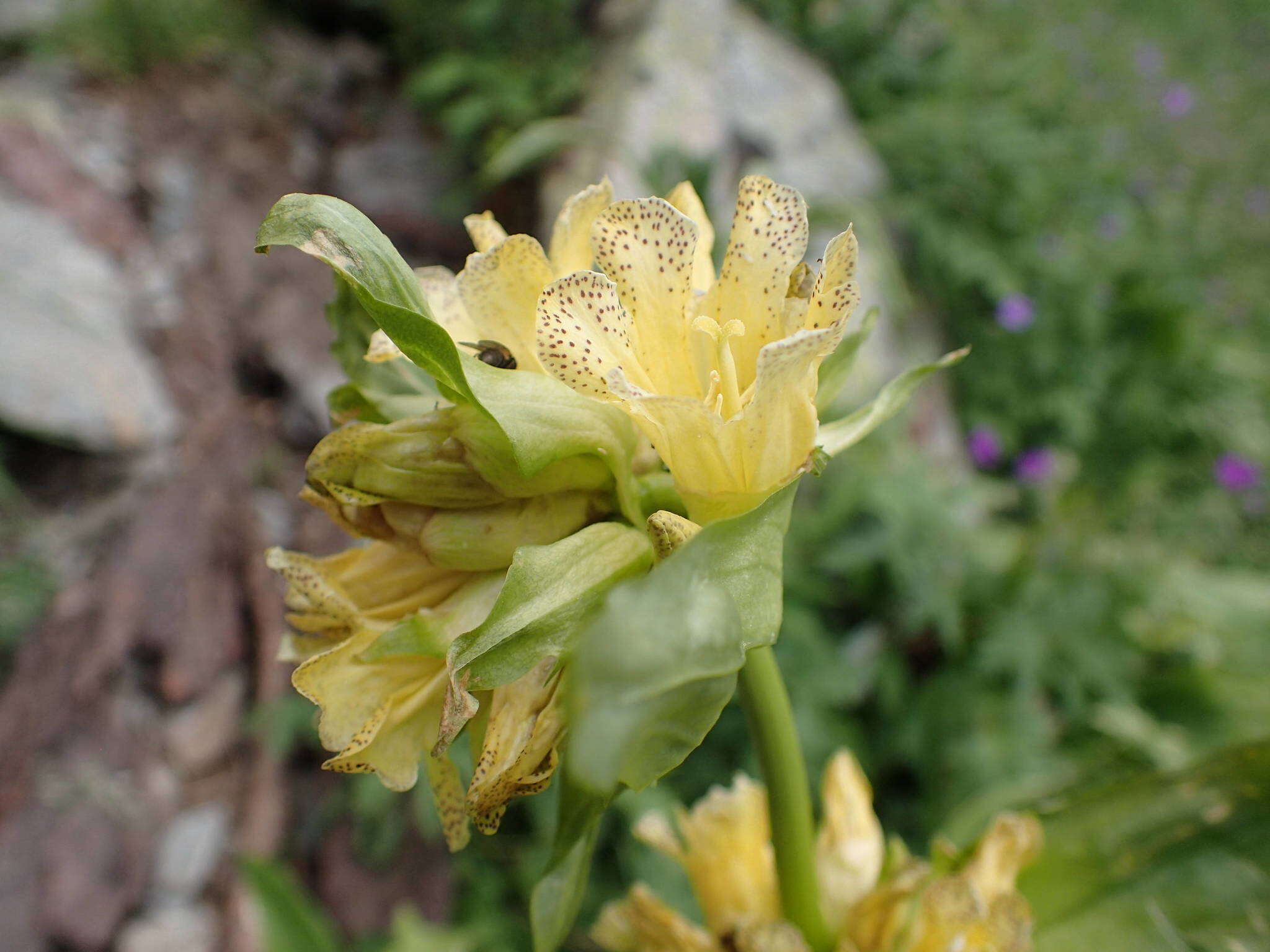 Imagem de Gentiana burseri subsp. villarsii (Griseb.) Rouy