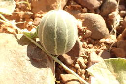 صورة Cucumis sagittatus Peyr. apud Wawra & Peyr.