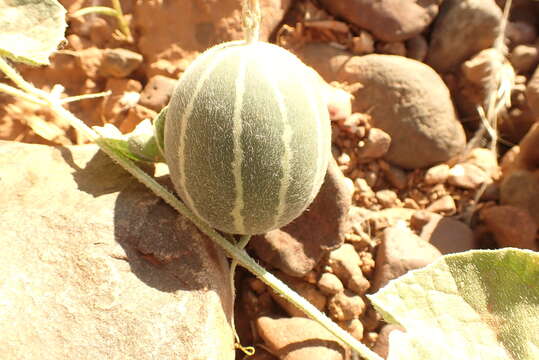 Image of Cucumis sagittatus Peyr. apud Wawra & Peyr.