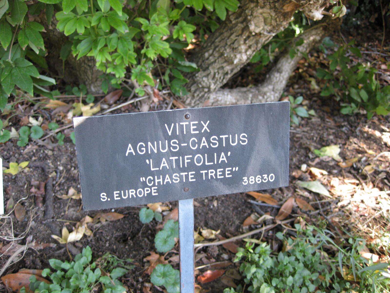 Image of Chaste Tree