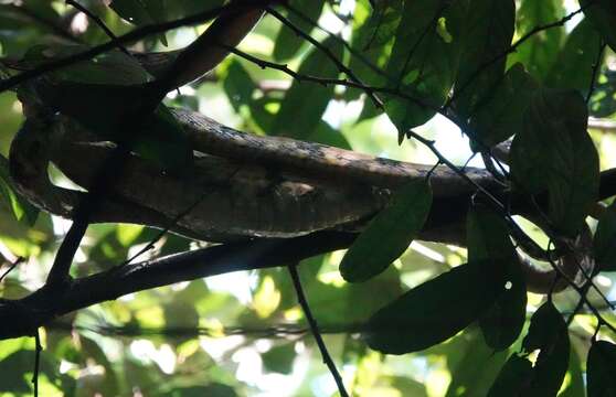 Image of Dog-toothed Cat Snake