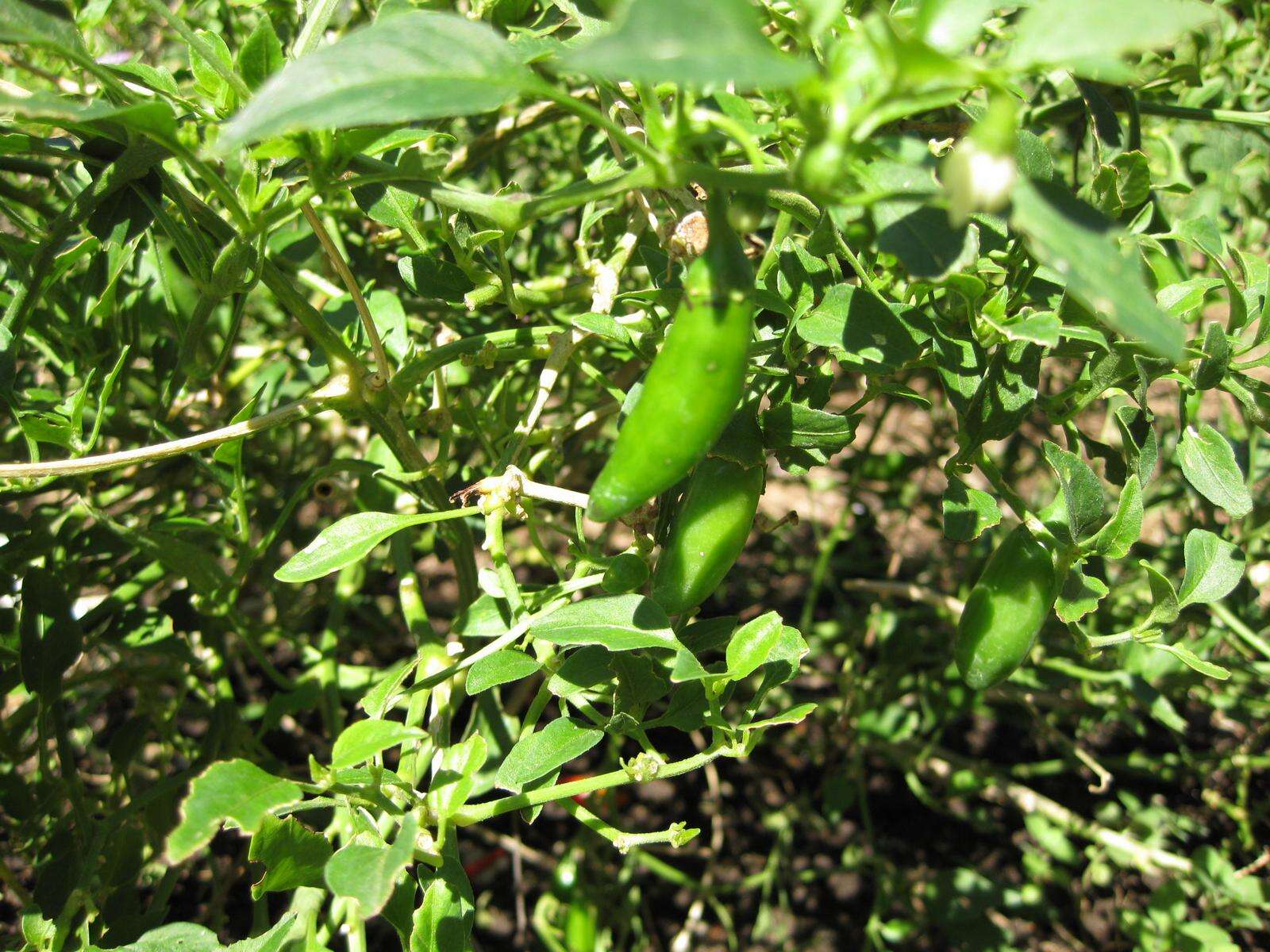 Image of cayenne pepper