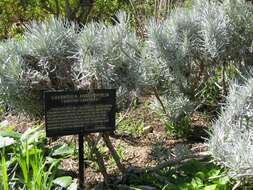 Image of English Lavendar