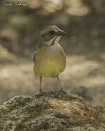 Image de Torreornis Barbour, Peters & JL 1927